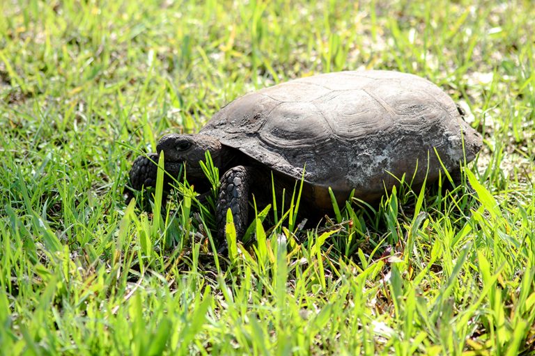 A Gopher Tortoise in Florida