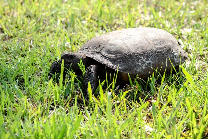 The Gopher Tortoise Is A Threatened And Protected Wildlife Species And Found Exclusively In The Southeastern Part Of The United States