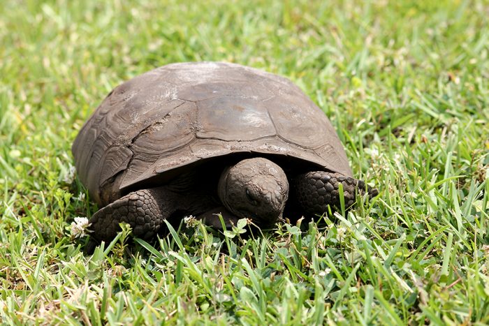 The Carapace, That Covers The Soft Body Of The Gopher Turtle Is Made Up Of Fused And Ridged Plates