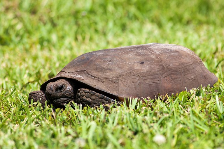 A Gopher Tortoise in Florida