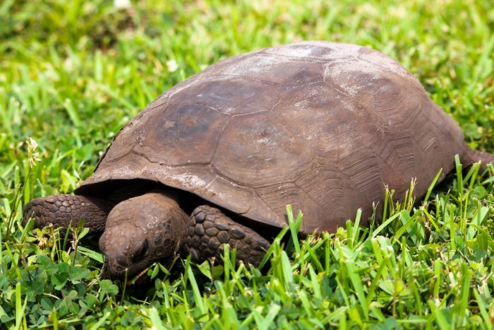 Gopher Tortoises Are Herbivore Scavengers And Use Their Sharp Edged Beak Like Mouths For Shearing And Tearing Vegetation With Ease