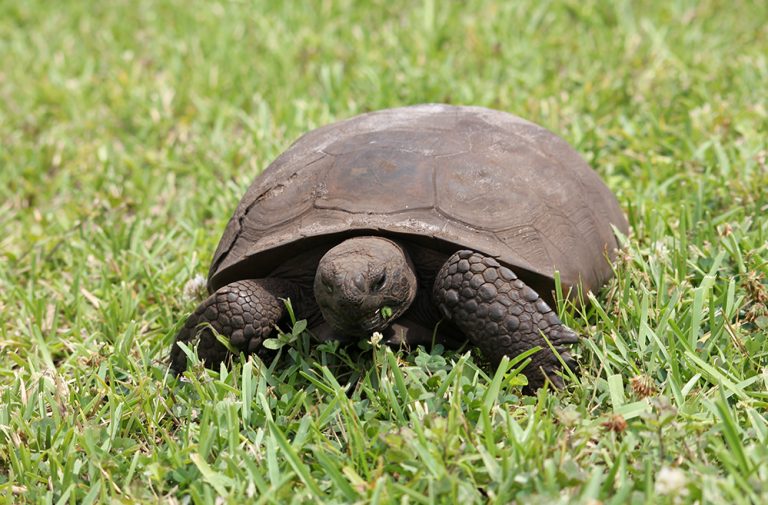 A Gopher Tortoise in Florida