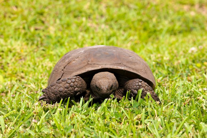 The Gopher Tortoise Is A Rapid And Powerful Digger Similar To The Gopher From Which It Gets Its Name