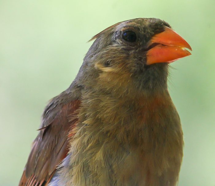 A Female Northern Cardinal Cardinalis cardinalis In Florida During The Month Of August During The Summer