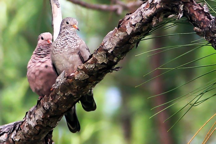 A Male And Female Common Ground Doves Columbina Passerina Perched In A Red Pine In Florida