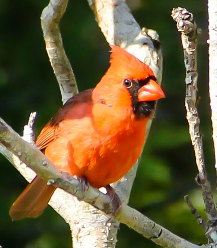 A Male Northern Cardinal Cardinal Cardinalis Perched On A Branch In Florida