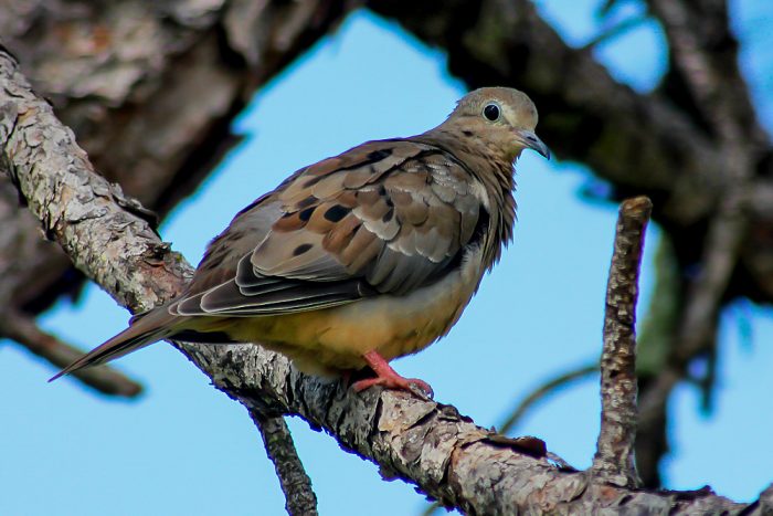 A Mourning Dove Zenaida Macroura Perched In A Red Pine In Florida