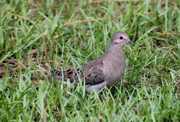 Mourning Dove Zenaida Macroura In The Grass During The Summer In Florida