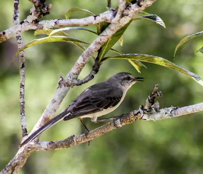 A Northern Mockingbird Mimus Polyglottos Perched On A Branch In Florida