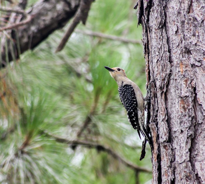 A Red Bellied Woodpecker Melanerpes Carolinus On A Red Pine In Florida