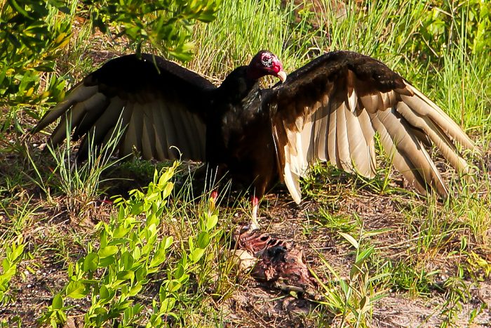 A Turkey Vulture Cathartes Aura Guarding An Animal Carcass In Florida
