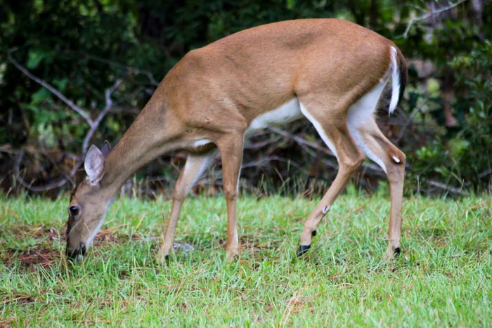 A Female Deer Odocoileus Virginianus Foraging For Food
