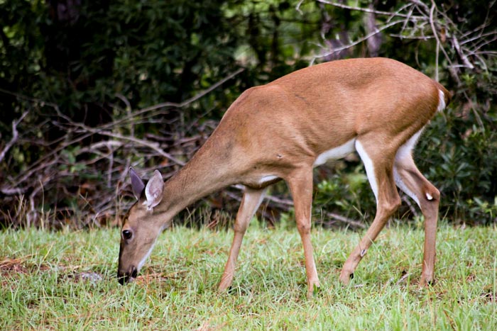 A Female Deer Odocoileus Virginianus Eating Grass