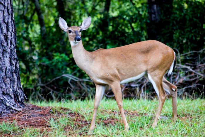 White-tailed Deer in Florida