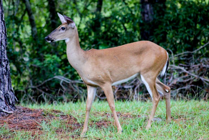 A White Tailed Deer Odocoileus Virginianus Looking To The Right
