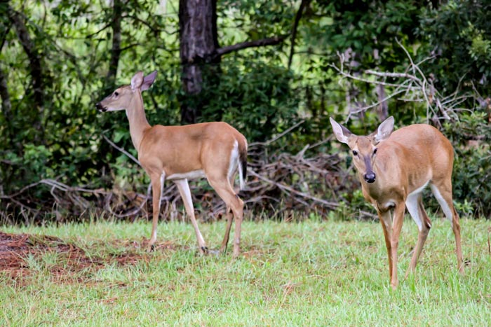 Two White Tailed Deer Odocoileus Virginianus Females 