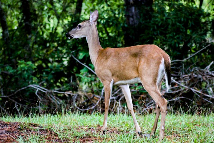 A White Tailed Deer Odocoileus Virginianus With Brush In The Background