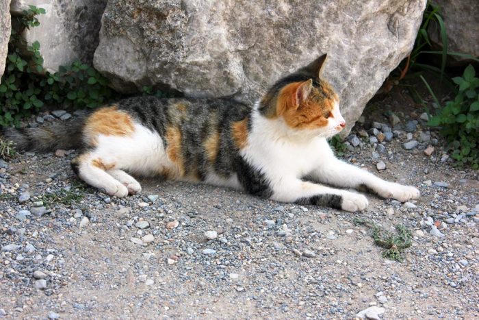 A Stray Domestic Short Hair Cat Sitting In The Shade 
