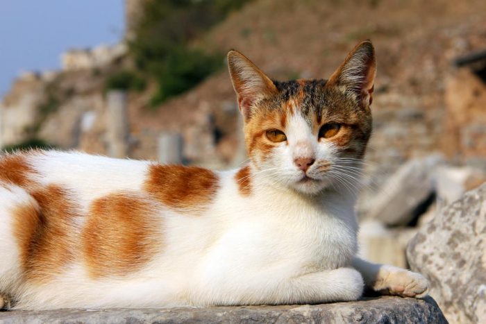 A Female Tabby Cat In The Ancient Ruins Of Ephesus