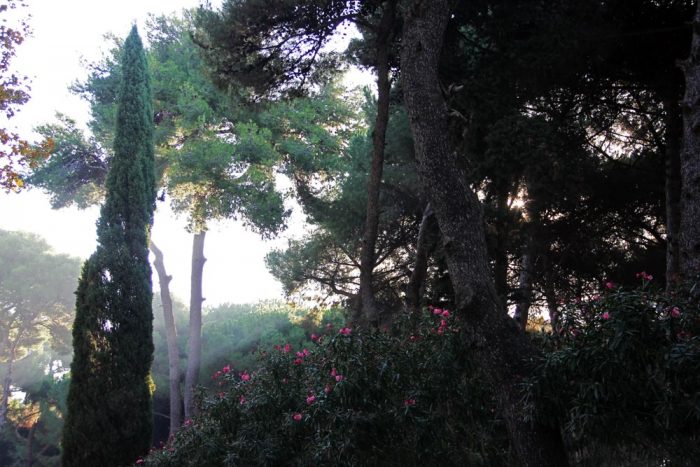Sunlight Shining Through The Trees In Pompeii During The Early Morning