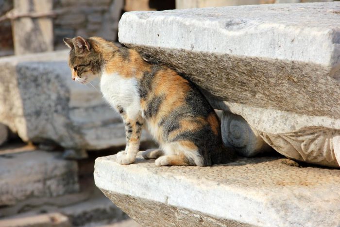 A Spayed Feral Cat Sitting On Stone At Ephesus In Turkey