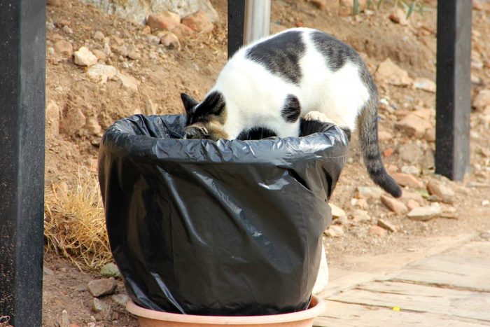 A Stray Cat Climbing Into A Garbage Can At The Ancient Ruins Of Ephesus