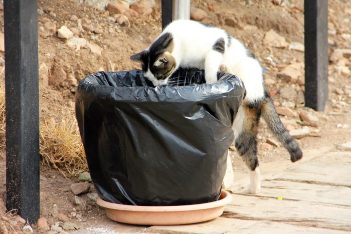 A Stray Cat Looking Into A Garbage Can At Ephesus