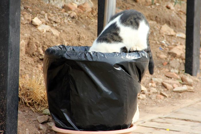 A Domestic Short Hair Stray Cat In A Garbage Can At Ephesus
