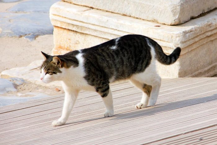 A Cat Walking In Ephesus In Turkey