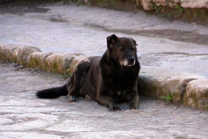 A Stray Dog At The Ancient Ruins Of Pompeii In Italy
