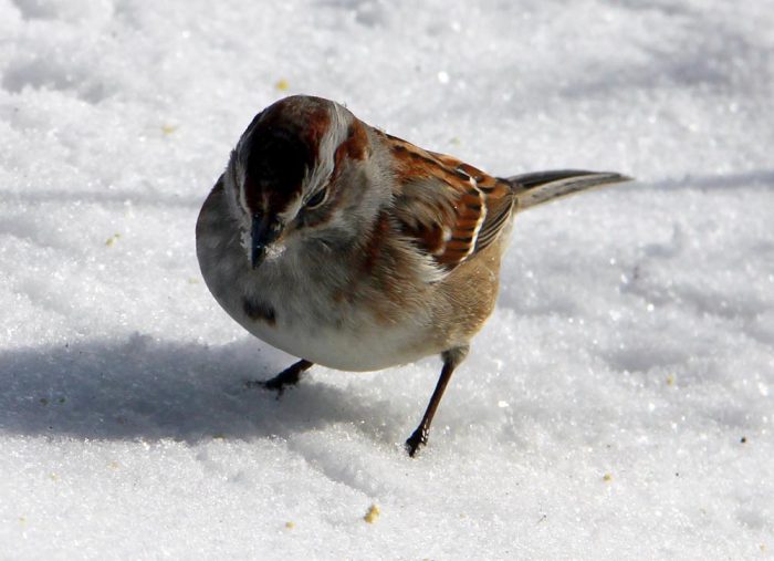 An American Tree Sparrow Looking For Food In The Snow In Maine