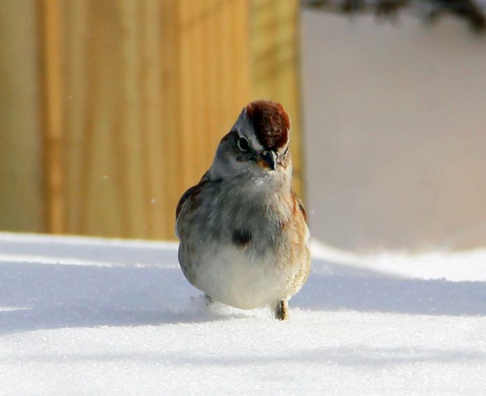 An American Tree Sparrow Playing In The Snow In Western Maine