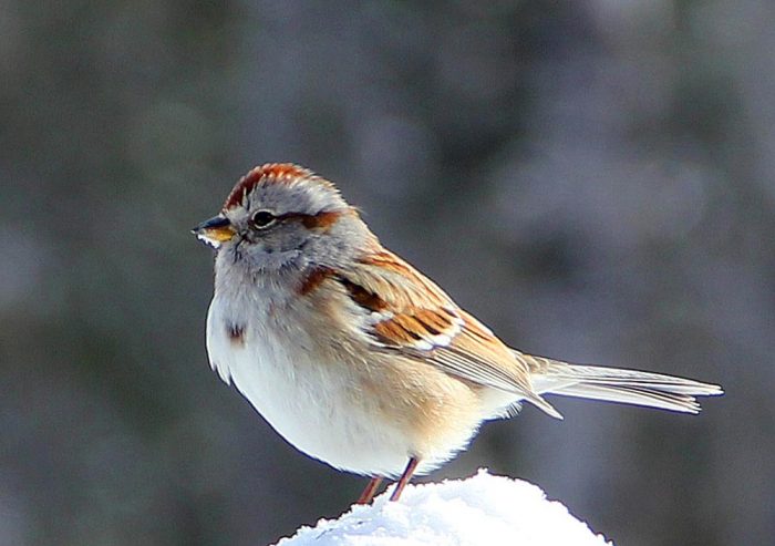 An American Tree Sparrow Standing In A Pile Of Snow During The Winter