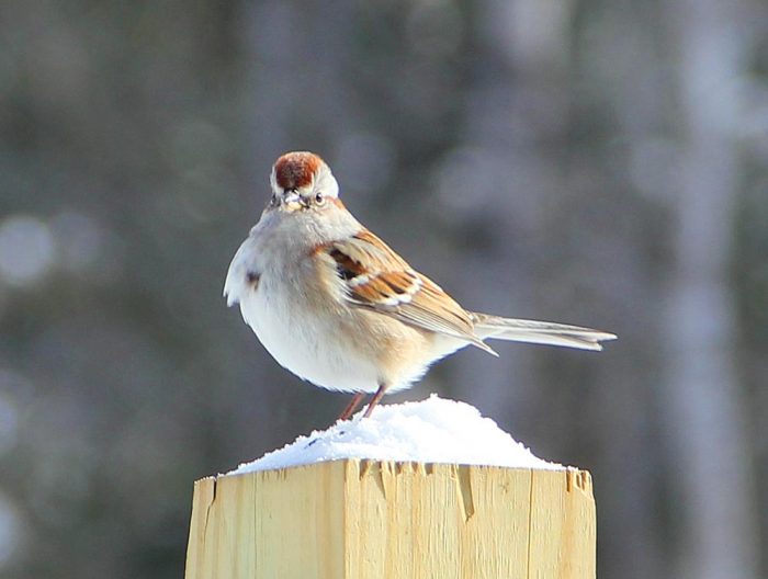 An American Tree Sparrow Standing In The Snow on A Wooden Post 