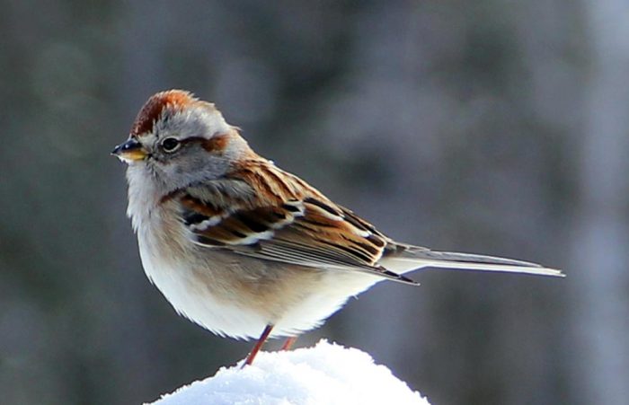An American Tree Sparrow Standing In A Pile of Snow on A Sunny Day