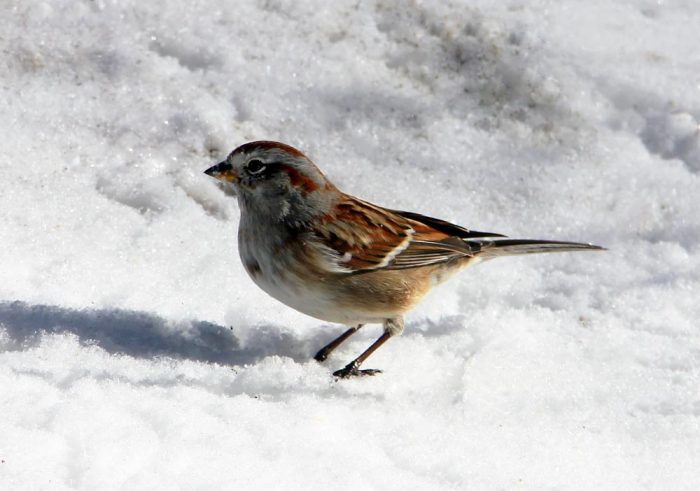 An American Tree Sparrow Standing In The Snow In Western Maine