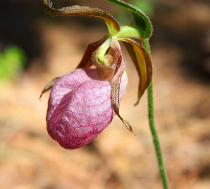 A Pink Lady's Slipper In The Woods Growing In Maine