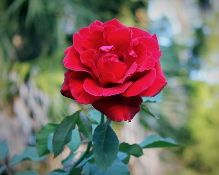 A Red Rose Blooming In The Summer In The Garden