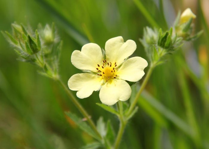 A Yellow Cinquefoil Potentilla Flower Blooming During The Spring