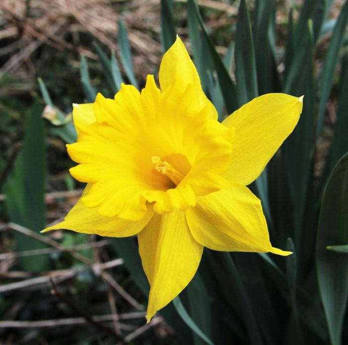 An Early Spring Yellow Daffodil Perennial Plant Growing In Maine