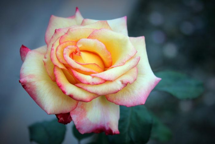 A Yellow Rose With Pink Trim Growing In The Garden