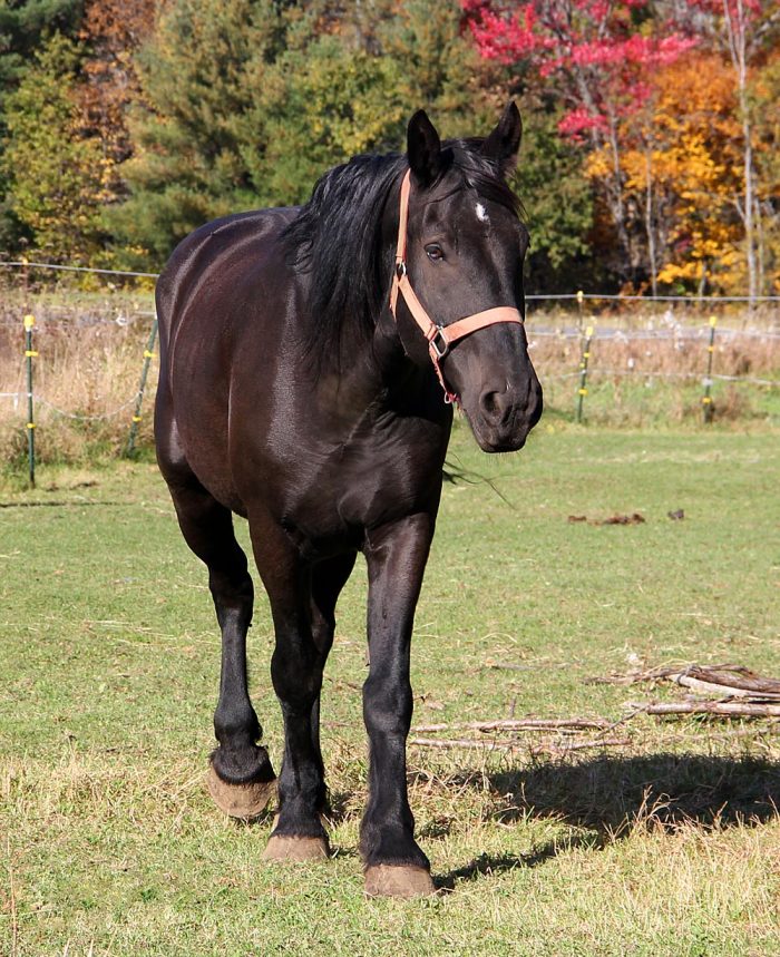 mainehorserescue A Draft Horse Walking In A Field Of Green Grass In Maine