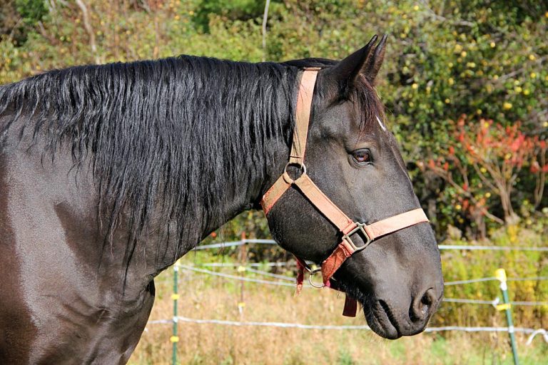 A Draft Horse at an Equine Rescue in Western Maine