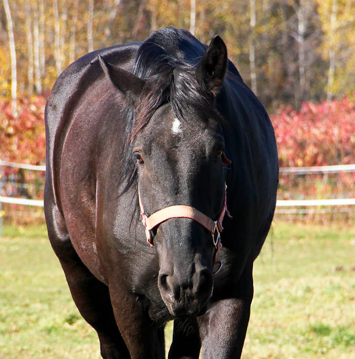 A Draft Horse at an Equine Rescue in Western Maine