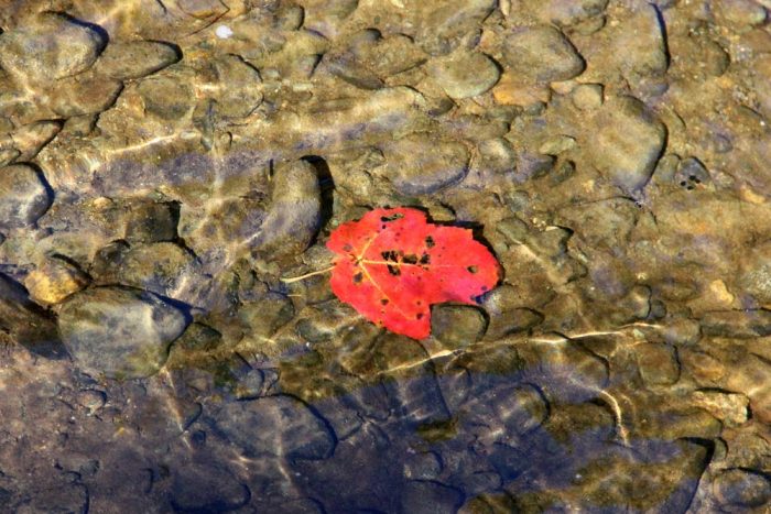 A Red Leaf On The Riverbed At Smalls Falls In Maine