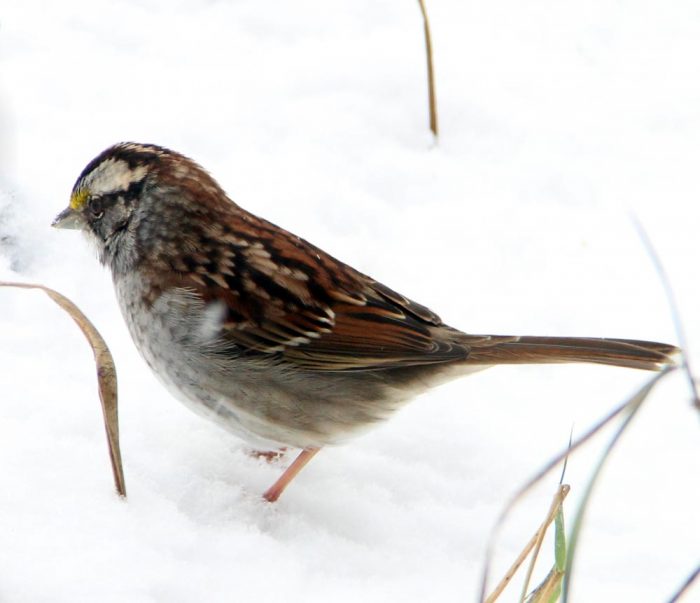 A White-throated Sparrow Foraging For Food In The Snow