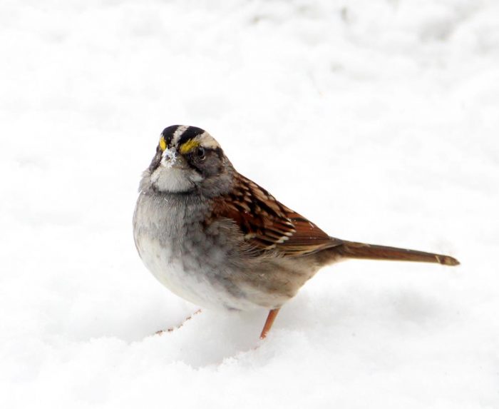 A White-throated Sparrow Looking Straight On With Snow On Its Beak