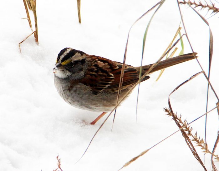 A White-throated Sparrow Standing In The Snow Surrounded By Dead Grass