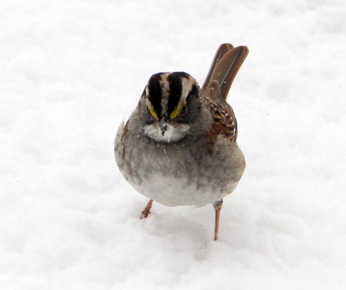 A White-throated Sparrow Facing Forward In The Snow