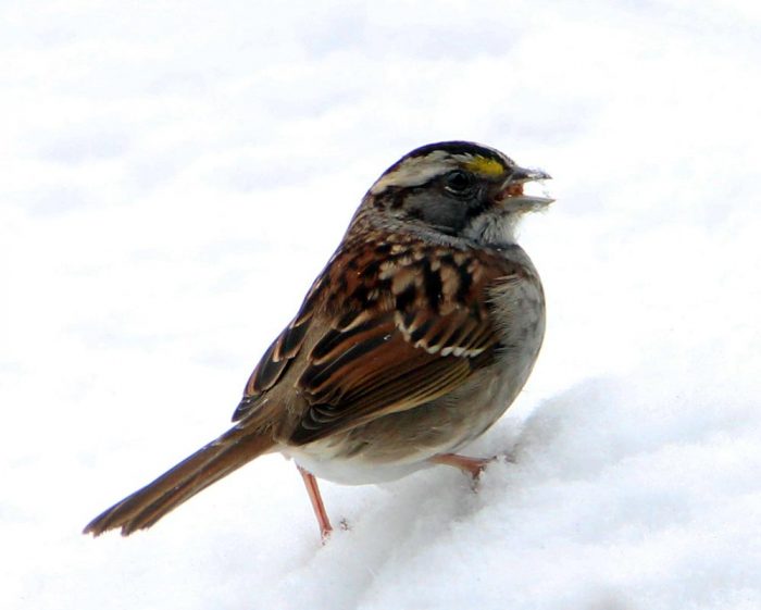 A White-throated Sparrow Climbing A Snow Pile